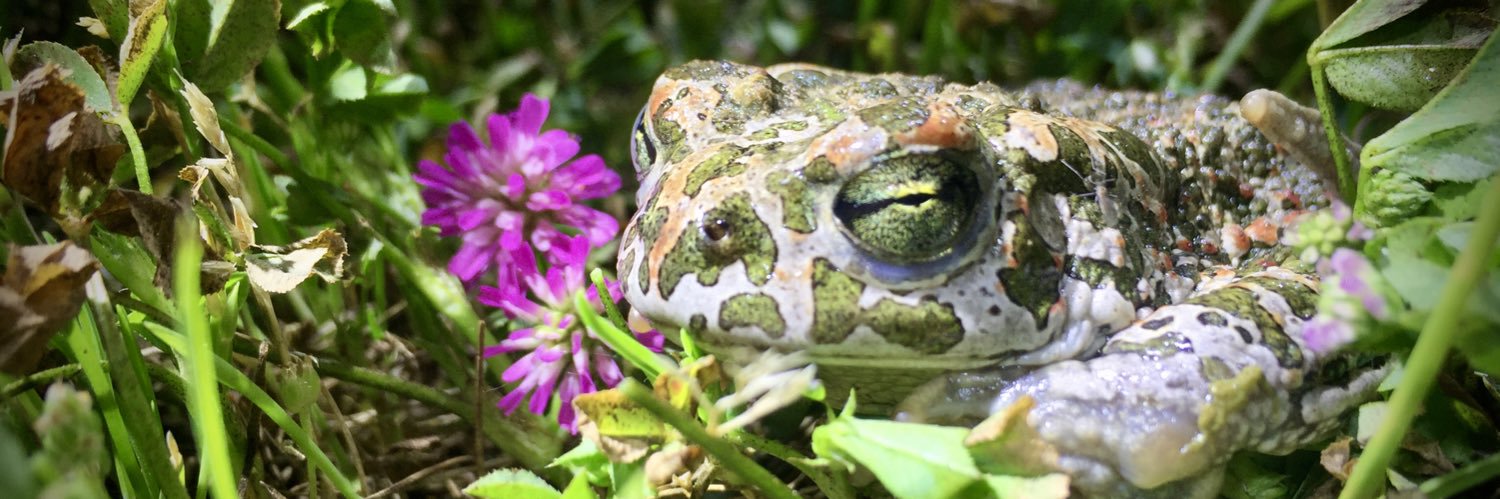 Asso Nationale pour la Biodiversité (ANB)'s banner