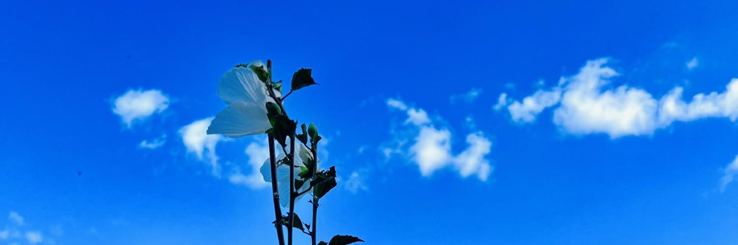 甜茶's banner