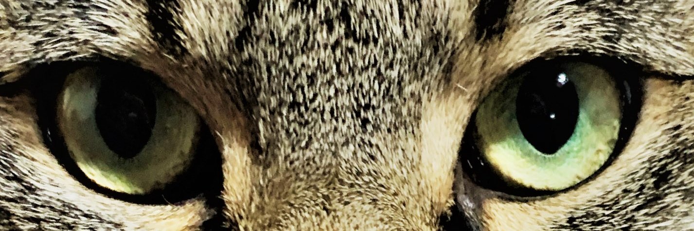 🌈猫魂🐈‍⬛ニャン吉🌈Q17/GESARA/UBI/RV/EBS 🌈#猫 #ネコ's banner