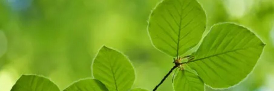 @NaturalRemedies's banner