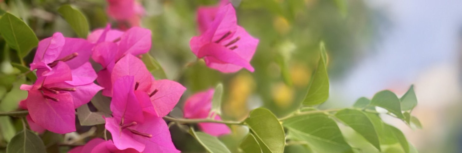 أسيل أمين 🌼🇰🇼's banner