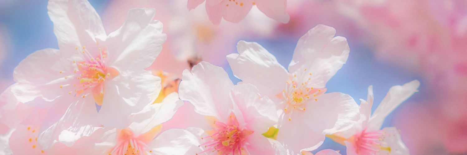 체리🌸's banner