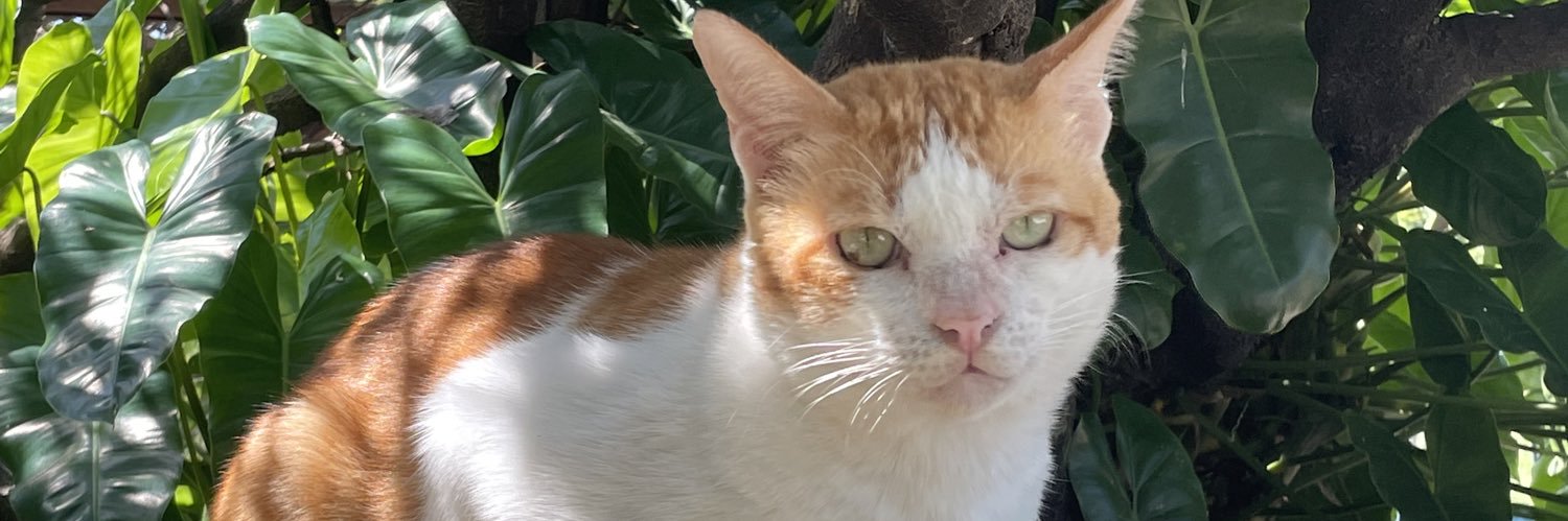 GE 🐈's banner