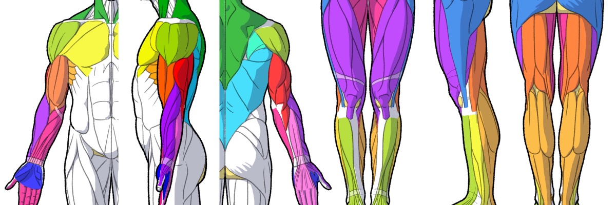 anatomy tutorials's banner