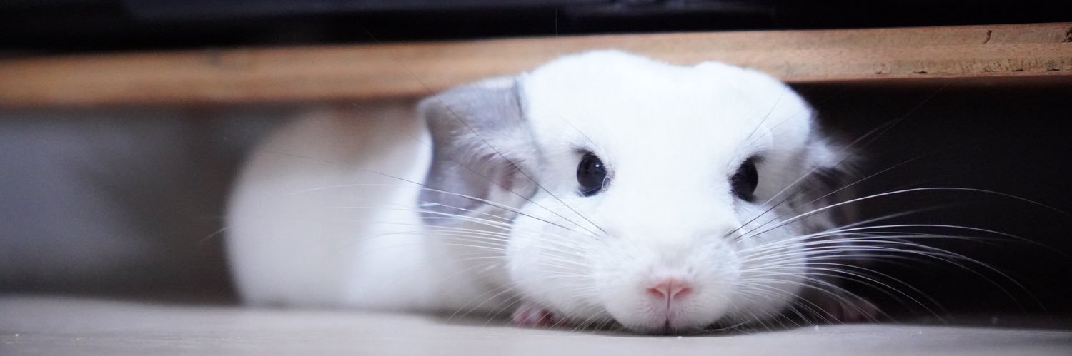 福🐭おこ顔チンチラ's banner