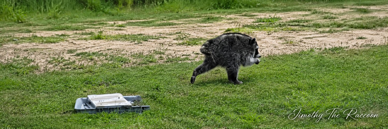 Jimothy The Raccoon's banner