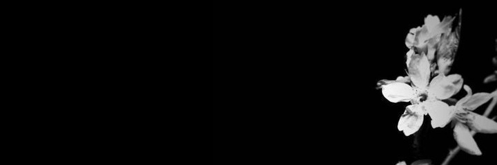 nat's banner