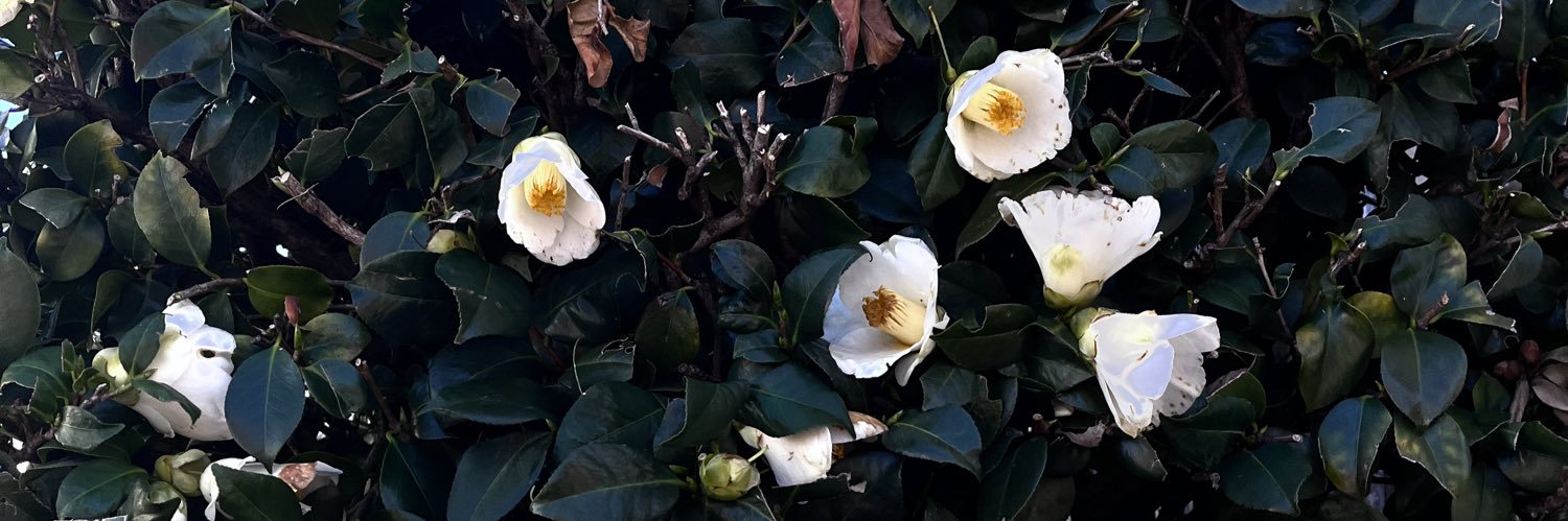 豆腐とお麩🍄³'s banner