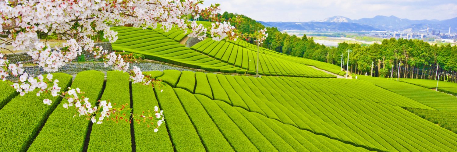 島田市【公式】's banner