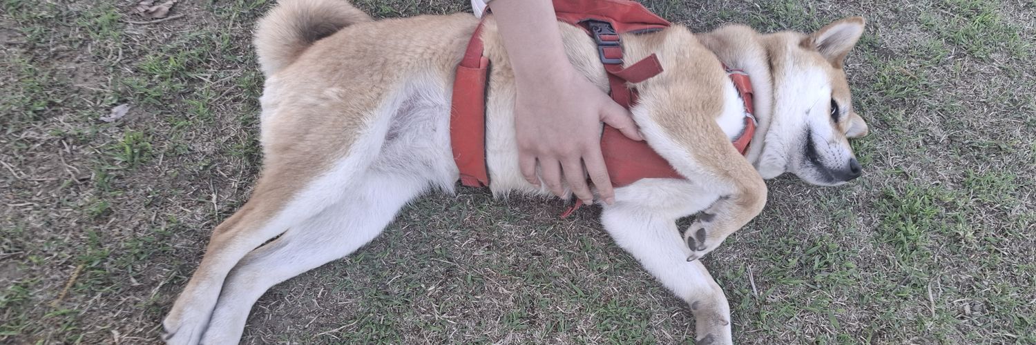 柴犬　ゆづ's banner