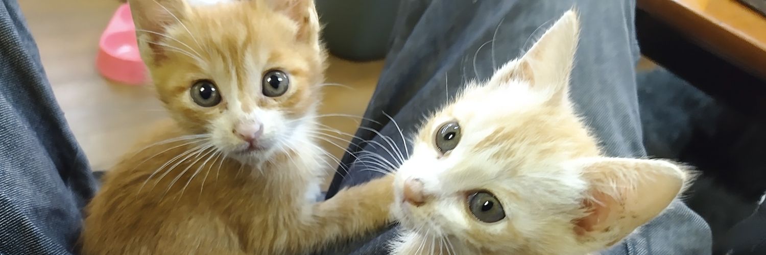 猫道🐾's banner