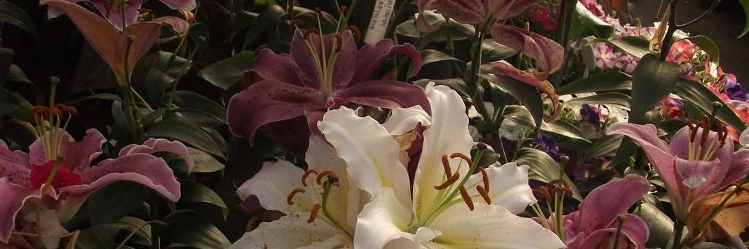 🐚🌺's banner
