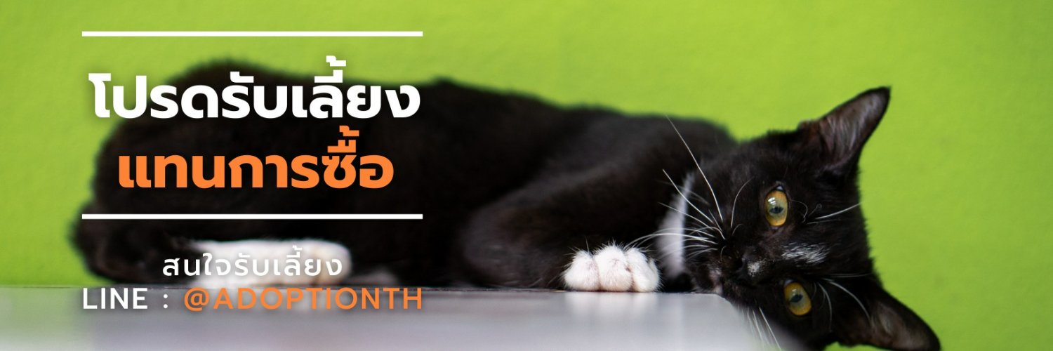 Soi Dog Adoptions's banner