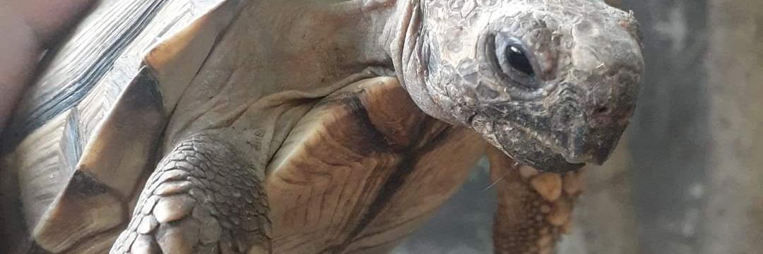 amor a las tortugas 💘🐢's banner