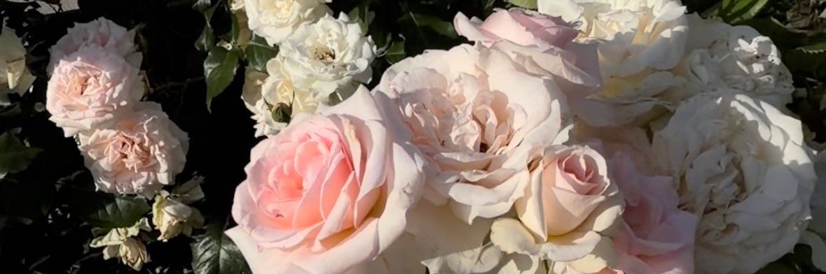 ゆあ's banner