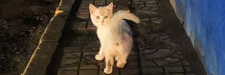 大王小猫老弟's banner