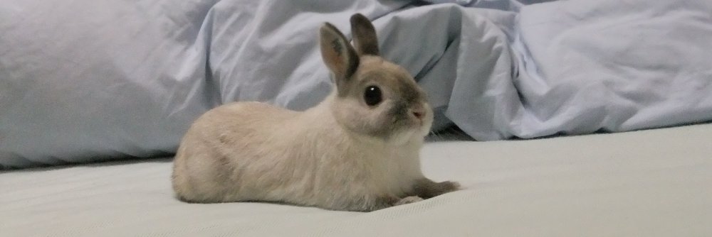 たっつぁん🐰's banner