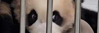 Ketchup_bao's banner