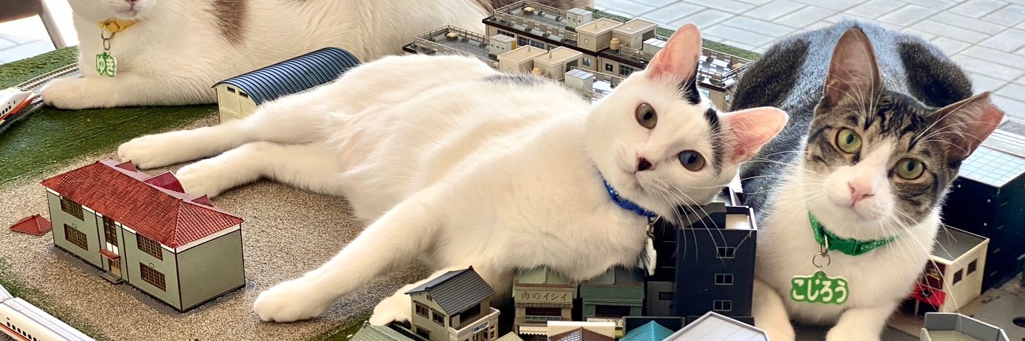保護猫カフェ 大阪文化館・ジオラマ食堂 Cats Wonderland Osaka-bay's banner
