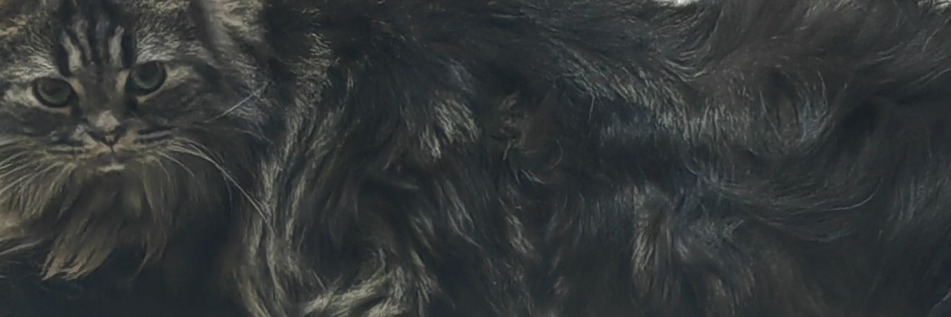 めぷ's banner