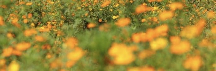 .'s banner