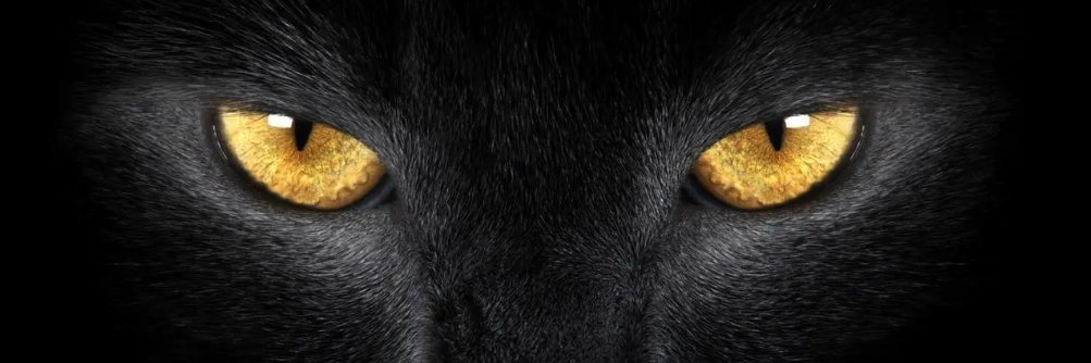 黑猫视频向导's banner