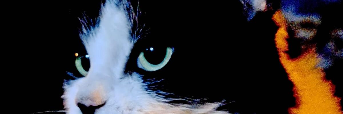🦋Cláudia Cacau 🌹🦋's banner