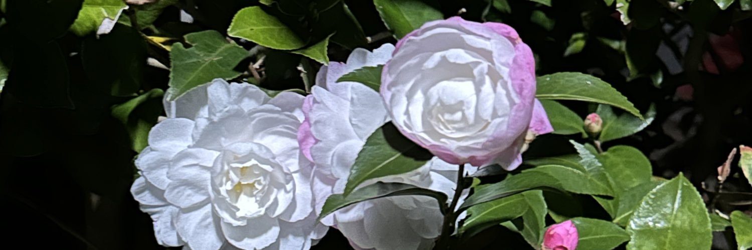 一颗大椰子's banner