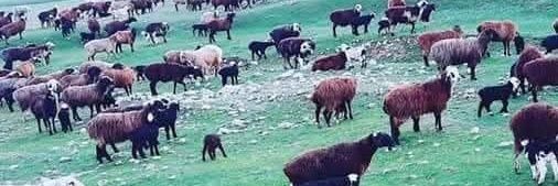 🐏🔪چوپان💫📚's banner