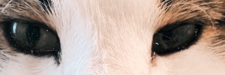 🇺🇦 Пухнастий радар's banner