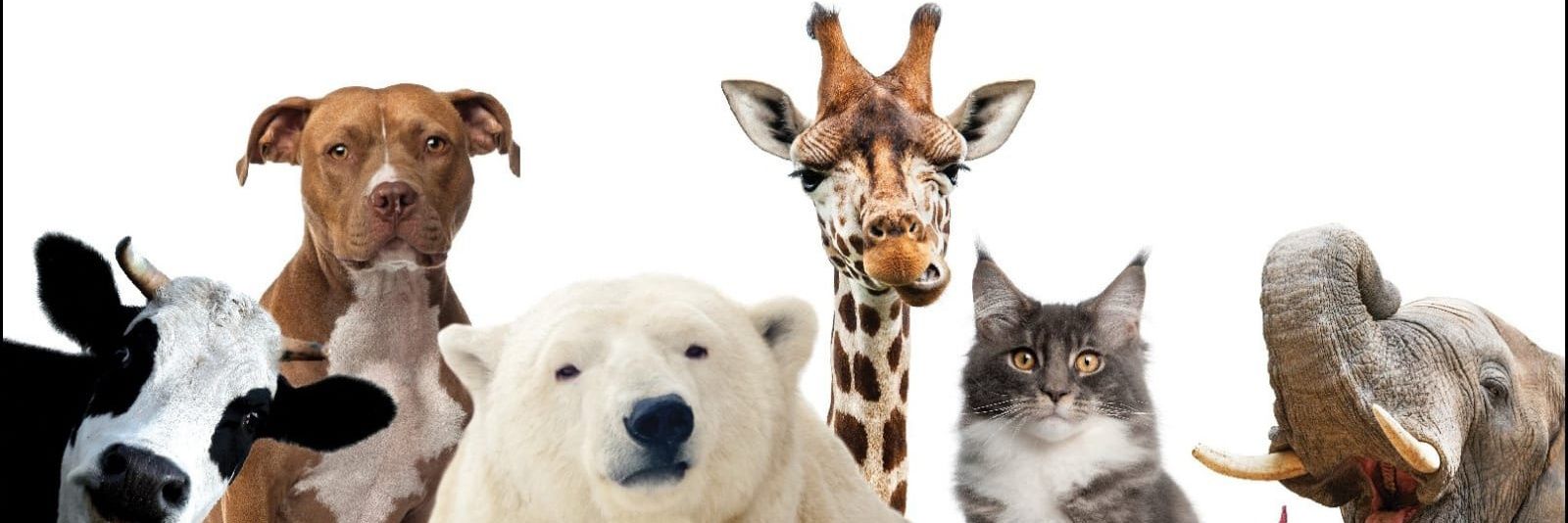 Animal Lover's banner