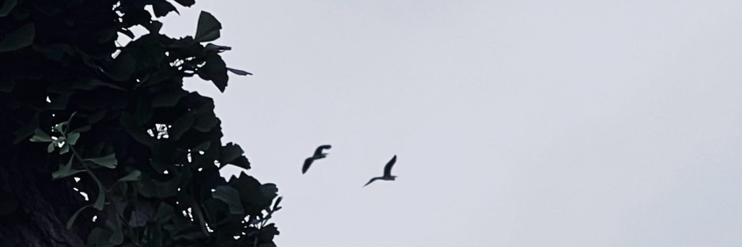 Neko8allon's banner