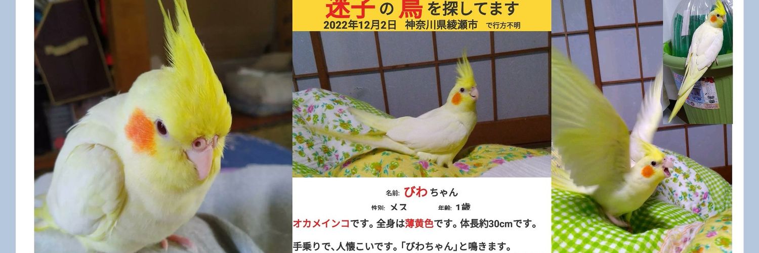 捜索中！神奈川県で迷子のオカメインコ、びわちゃんママ's banner