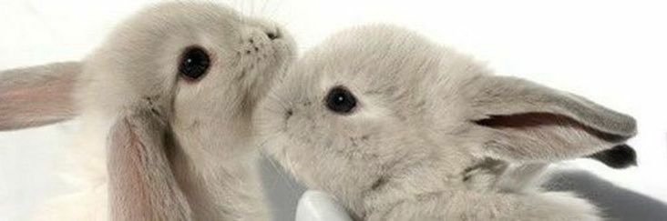 porpor 🐰* ї𐑂's banner