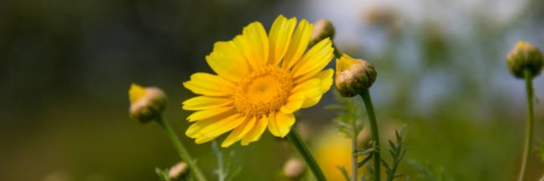 🌼SARIPAPATYA🌼's banner