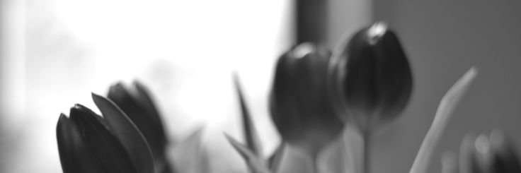 Cloe's banner