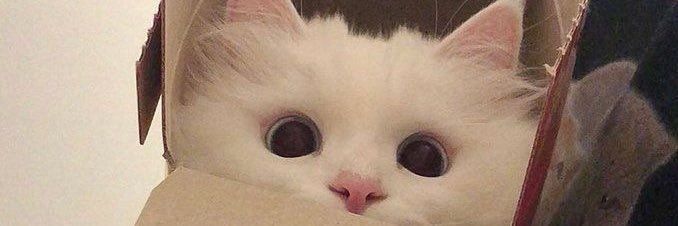 Daily Cat Posts's banner