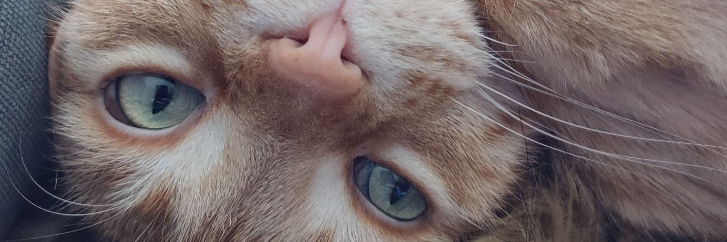 🇨🇦 Roxy 🇨🇦's banner