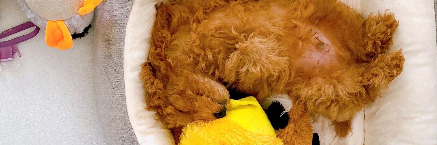 Dog ヒロシ's banner