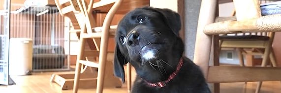 犬の「つき」's banner