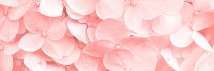 Roxy's banner