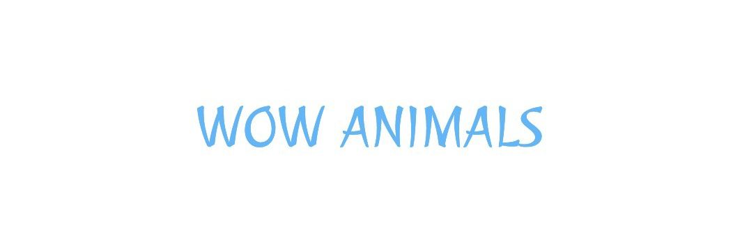 Wow Animals's banner