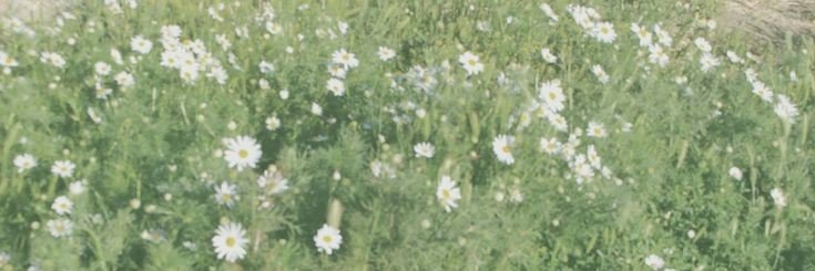 mandy 𓇢𓆸's banner