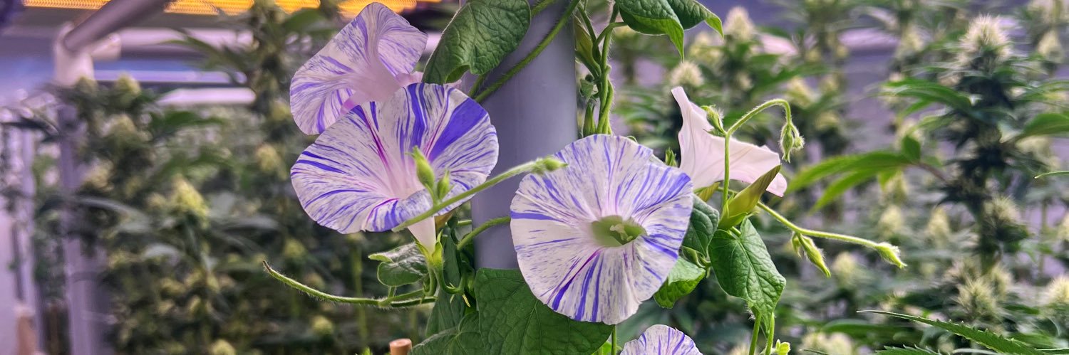 Flowergirl's banner