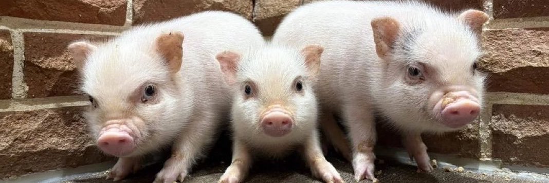 (OIO)かんぴーまん🐷🫑's banner