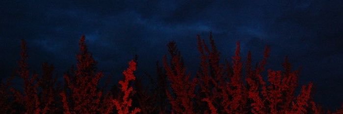 rara☆ ldpdl understander's banner
