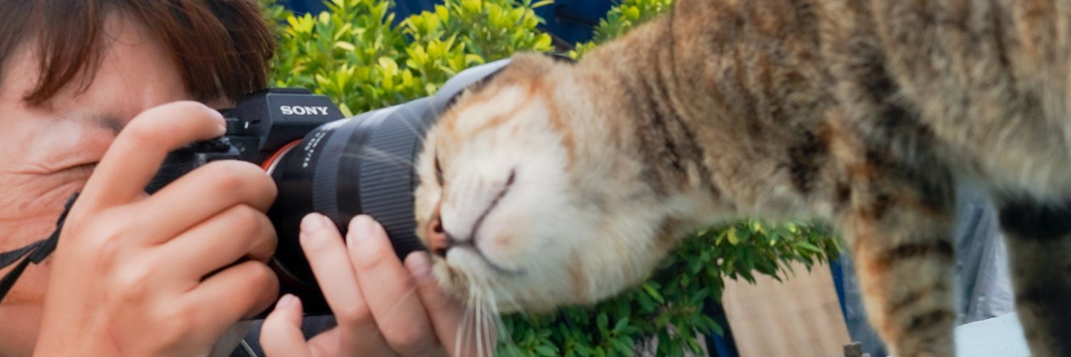 町田奈穂 NAHO MACHIDA｜猫好きで、世界を旅する人's banner