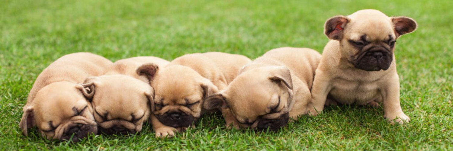 Frenchie Crew's banner