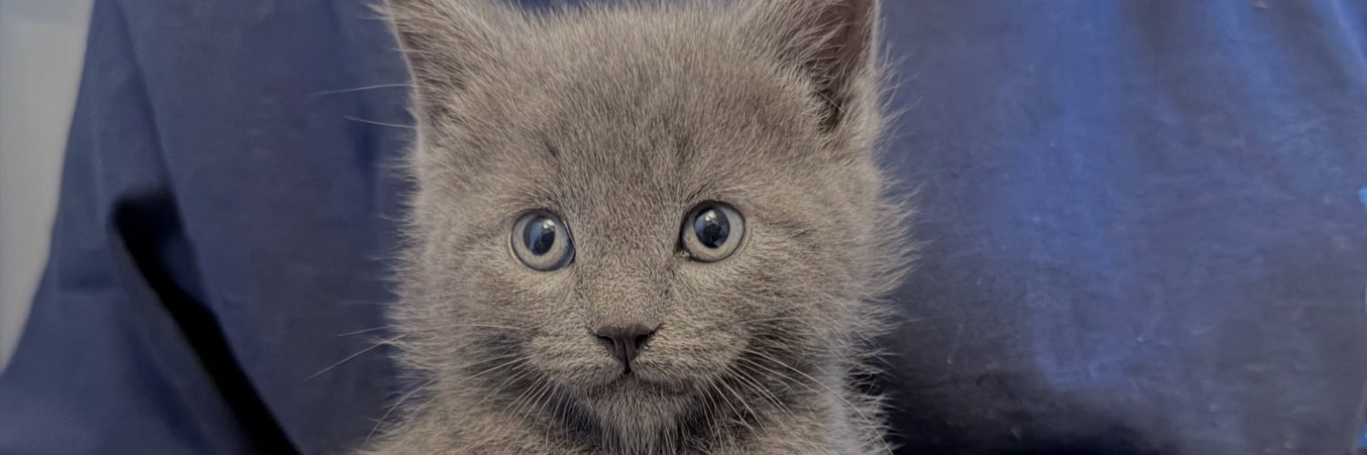 Svitlana Vasylkova | catrescuetr's banner