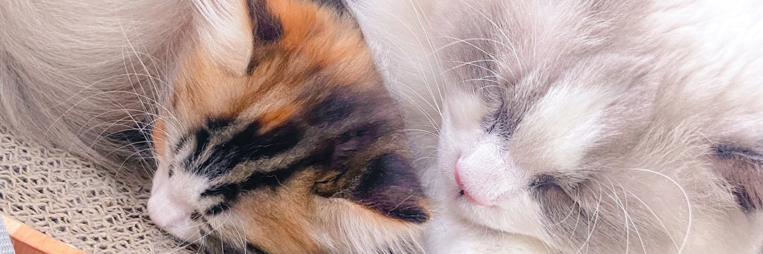 ねこまた先生's banner